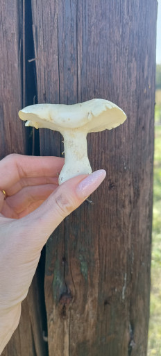 Гриб из Саратов