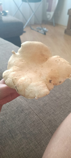 Гриб из Саратов