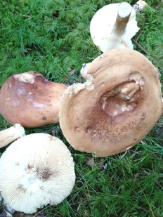 Гриб из Пуумала