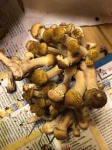 Опёнок осенний