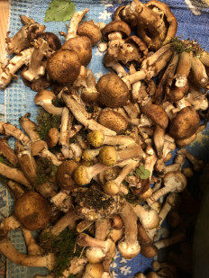 Опёнок осенний