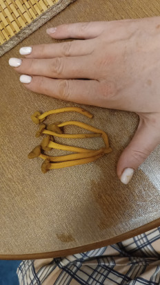 Гриб из Тверь