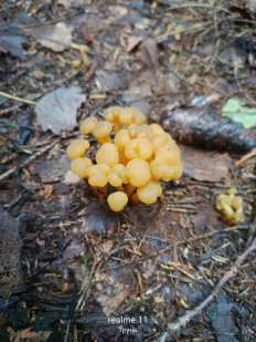 Леотия студенистая