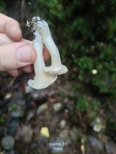 Гриб из Массив Новинка