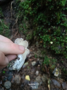 Гриб из Массив Новинка