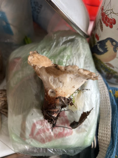 Гриб из Санкт-Петербург