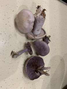 Рядовка грязная