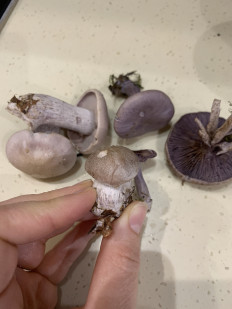 Рядовка грязная