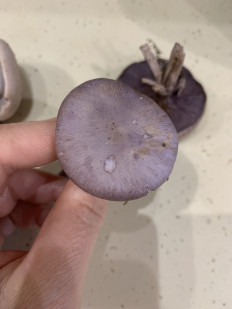 Рядовка грязная