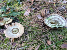 Сухлянка двухлетняя