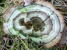 Сухлянка двухлетняя