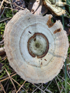 Сухлянка двухлетняя