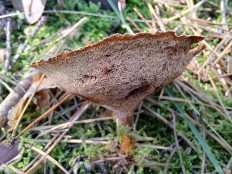 Сухлянка двухлетняя