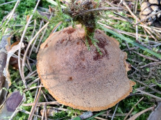 Сухлянка двухлетняя