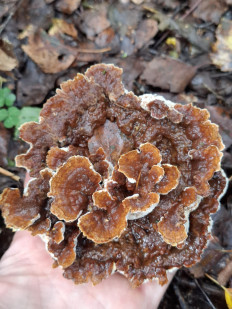 Гриб из Переславль-Залесский