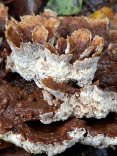 Гриб из Переславль-Залесский