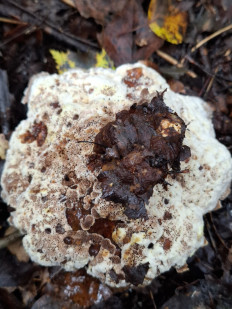 Гриб из Переславль-Залесский