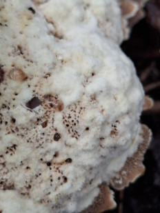 Гриб из Переславль-Залесский