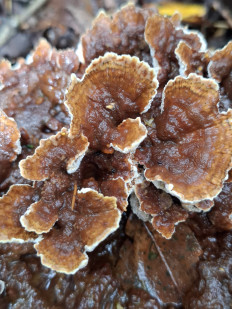 Гриб из Переславль-Залесский