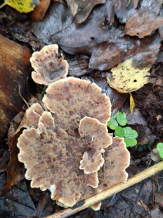 Гриб из Переславль-Залесский