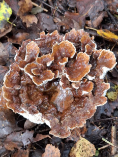 Гриб из Переславль-Залесский