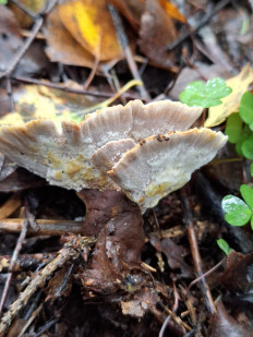 Гриб из Переславль-Залесский