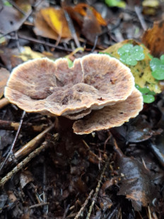 Гриб из Переславль-Залесский