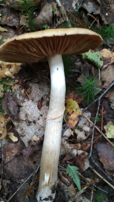 Колпак кольчатый