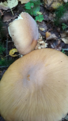 Колпак кольчатый