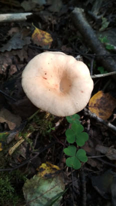 Гриб из Москва