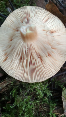 Гриб из Москва