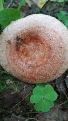 Волнушка розовая