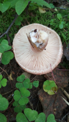 Волнушка розовая