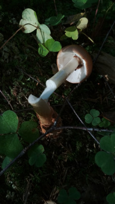 Гриб из Москва