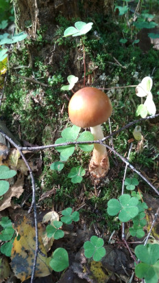 Гриб из Москва