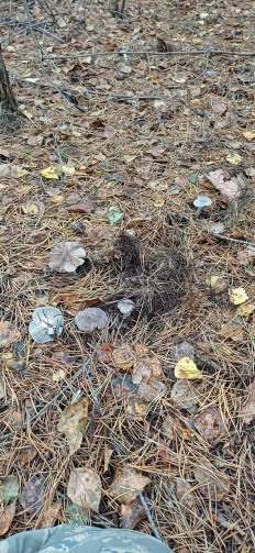 Рядовка землисто-серая