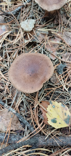 Гриб из Урал