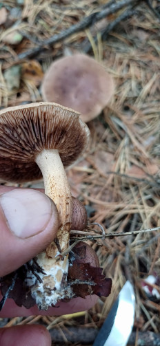 Гриб из Урал