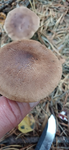 Гриб из Урал