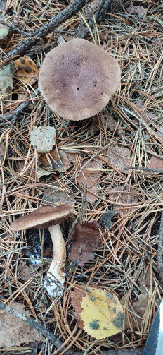 Гриб из Урал