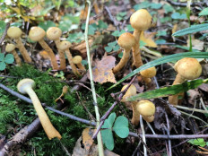 Гриб из Москва