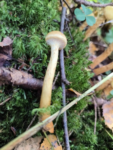 Гриб из Москва