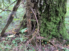 Гриб из Москва