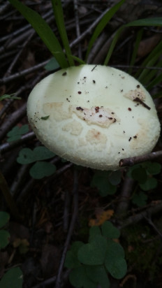 Мухомор поганковидный