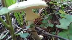 Мухомор поганковидный