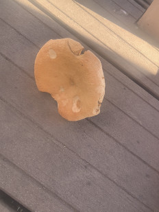 Гриб из Серпухов