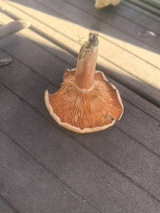 Гриб из Серпухов