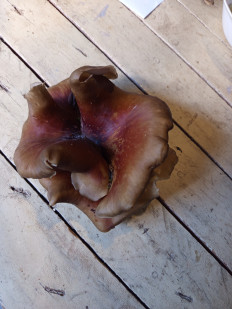 Трутовик каштановый