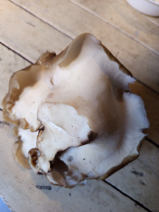 Трутовик каштановый