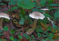 Говорушка булавоногая